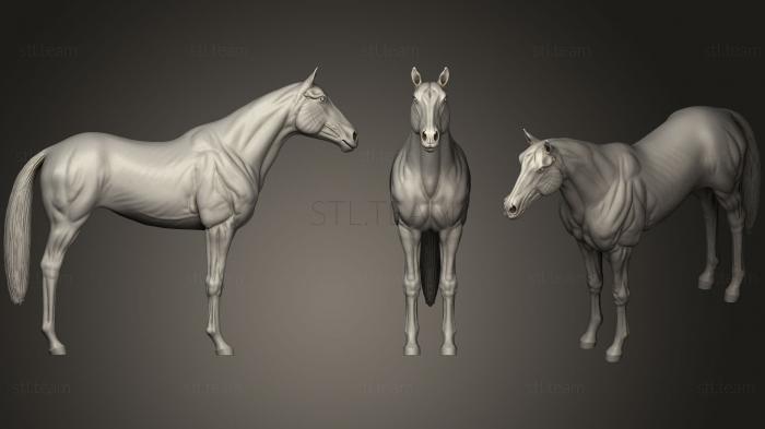 3D model Horse Base 01 (STL)